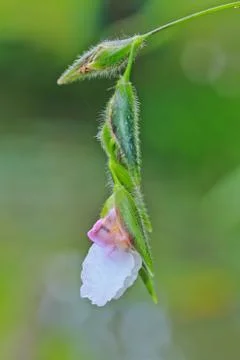 Flower Stock Photos