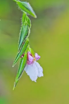 Flower Stock Photos