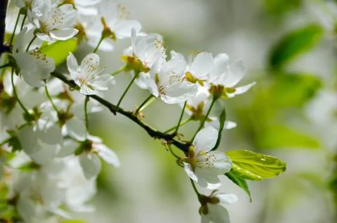 Flower Foto stock