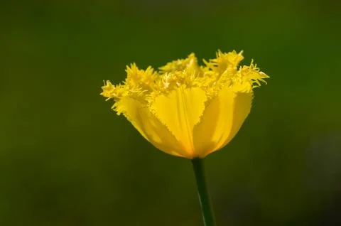 Flower Foto stock