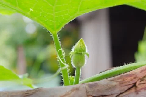 Flower 스톡 사진