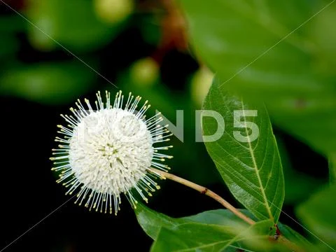 Flower Stock Photos