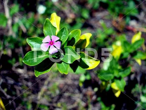 Flower Stock Photos