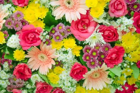 Flower 스톡 사진