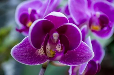 Flower  Stock Photos