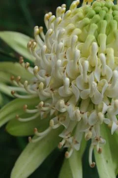 Flower 스톡 사진