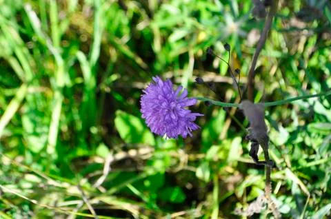Flower Stock Photos