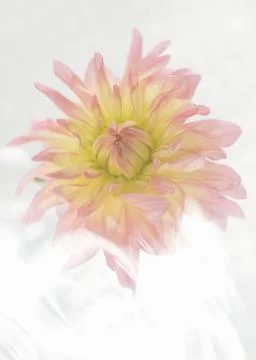 A Flower Stock Photos
