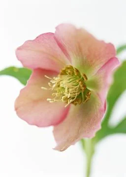 Flower Stock Photos