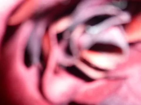 Flower Stock Photos