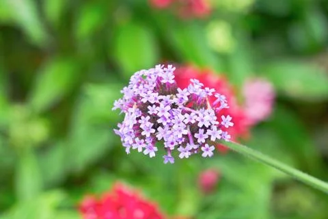 Flower Stock Photos