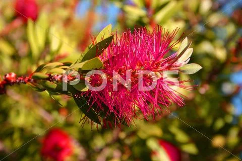Flower Stock Photos