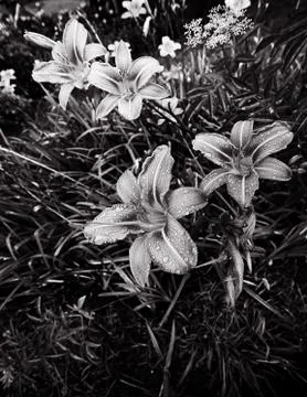 Flower Stock Photos