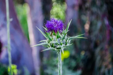 Flower Stock Photos