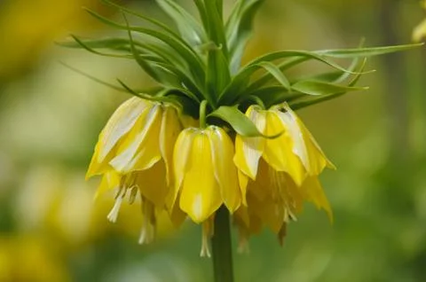 Flower Stock Photos