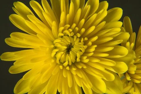 Flower Foto stock