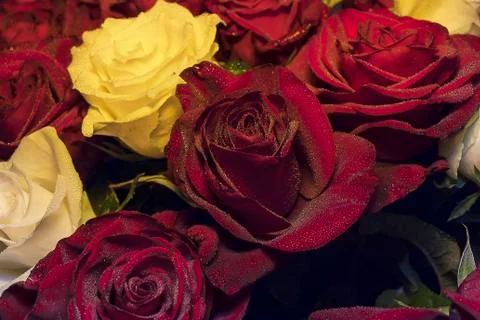 Flower 스톡 사진