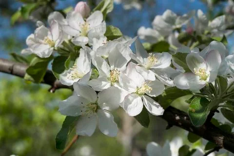 Flower 스톡 사진