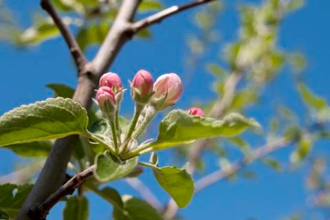 Flower 스톡 사진