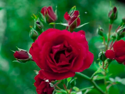 Flower 스톡 사진