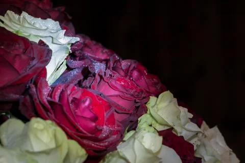 Flower 스톡 사진