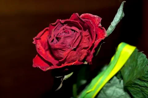 Flower 스톡 사진