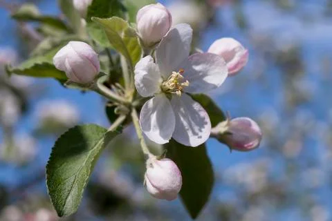 Flower 스톡 사진