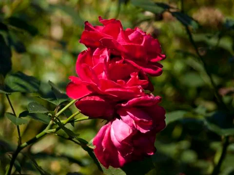 Flower 스톡 사진