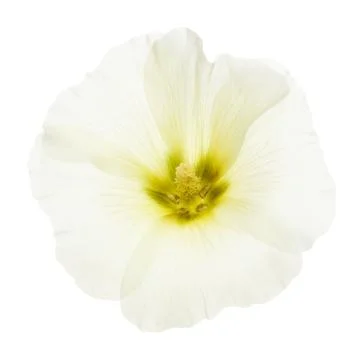 A Flower Stock Photos