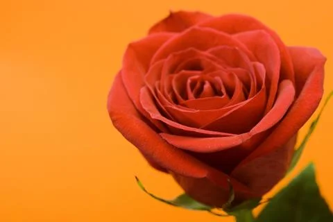 Flower Stock Photos