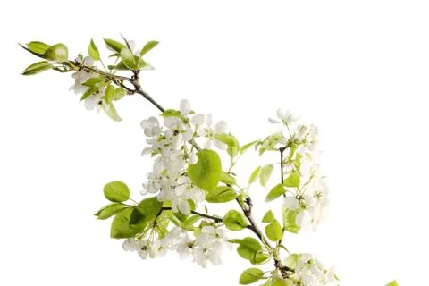 Flower Stock Photos