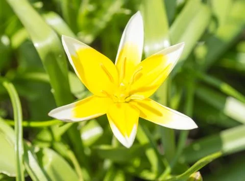Flower Foto stock