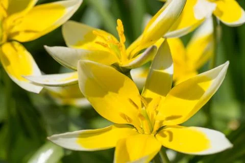 Flower Foto stock