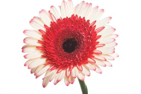 Flower. Stock Photos