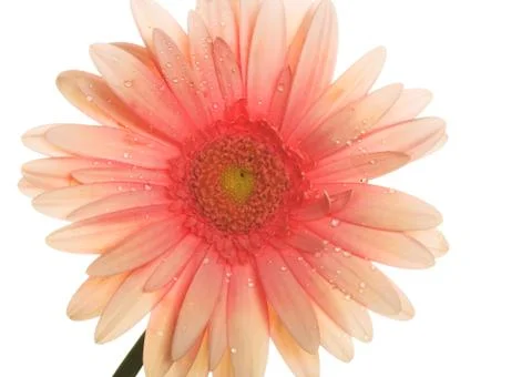 Flower Stock Photos