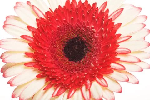 Flower. Stock Photos