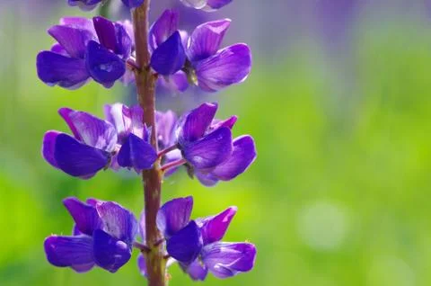 Flower Stock Photos