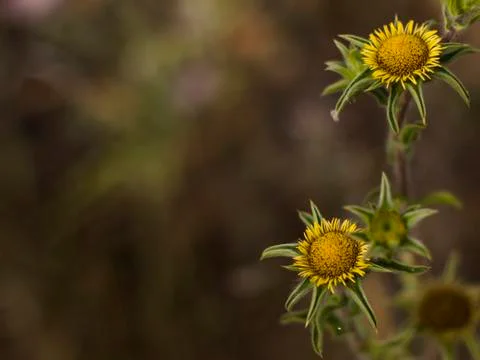 Flower 스톡 사진