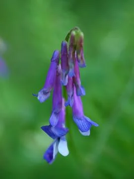 Flower Stock Photos