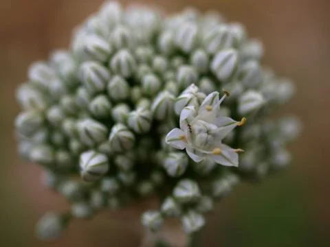Flower Stock Photos