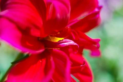 Flower. Stock Photos