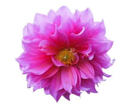 Flower. 写真素材