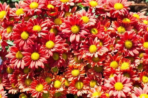 Flower Stock Photos