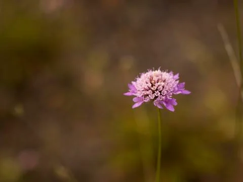 Flower 스톡 사진