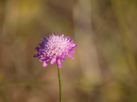 Flower Stock Photos
