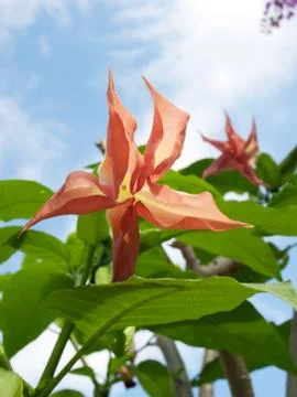 A flower Stock Photos
