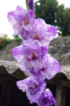 Flower  Stock Photos