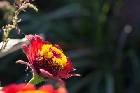 Flower Stock Photos