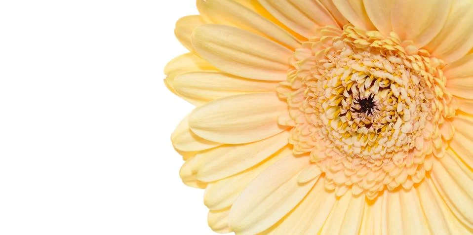 Flower Stock Photos