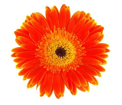 Flower Stock Photos
